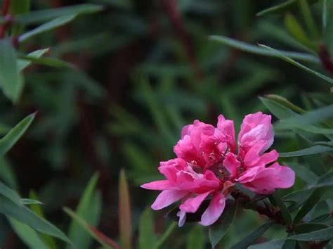 松紅梅 種植|喜歡養松紅梅盆栽，教你養殖方法，保證花開滿枝開爆。